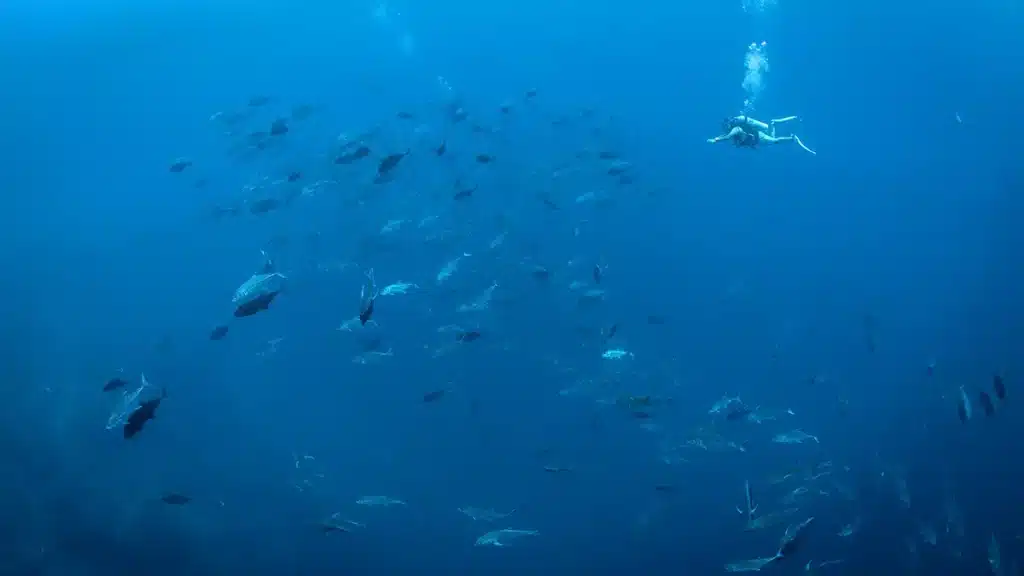 250822_Jackfish alley, Shark reef, Ghozlani_214-Edit