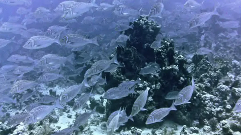 blue scaled emperors_jackfish